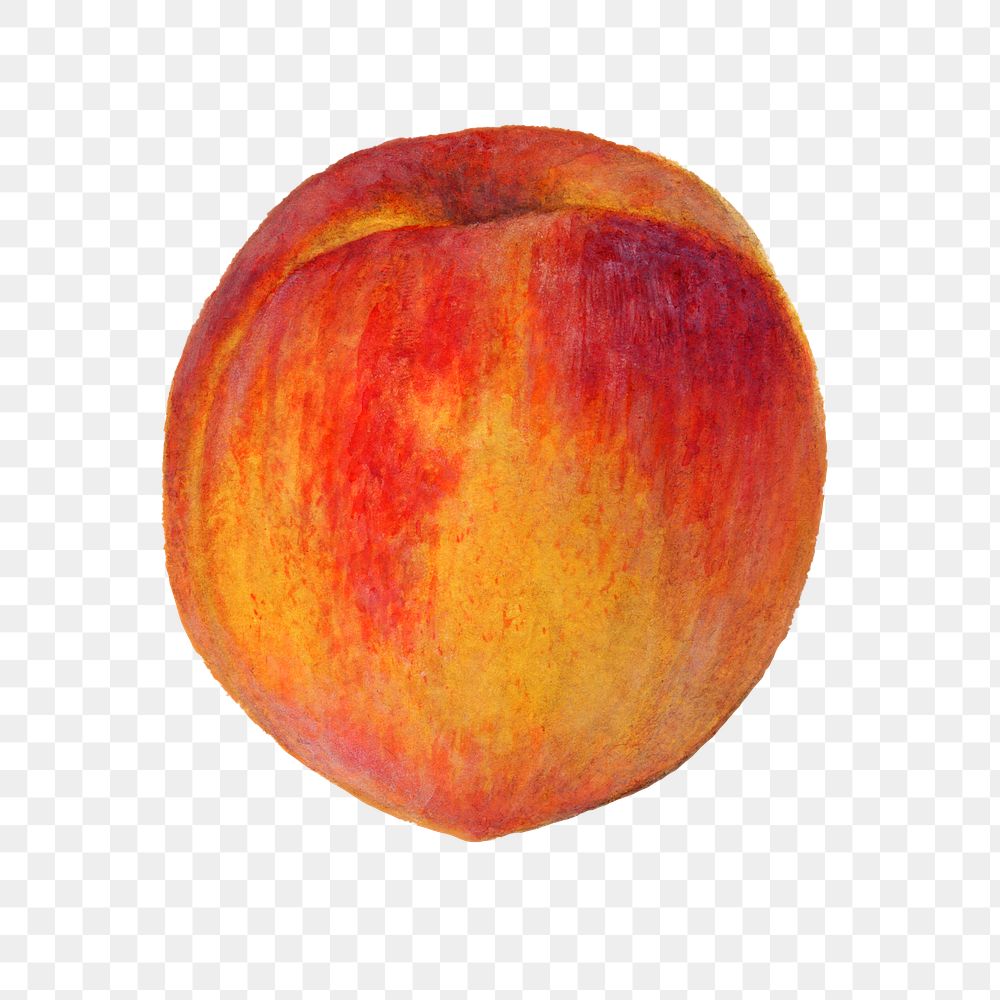 Delicious peach transparent png. Digitally enhanced illustration from U.S. Department of Agriculture Pomological Watercolor…