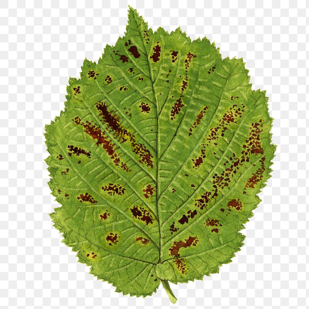 Vintage hazelnut leaf transparent png. Digitally enhanced illustration from U.S. Department of Agriculture Pomological…