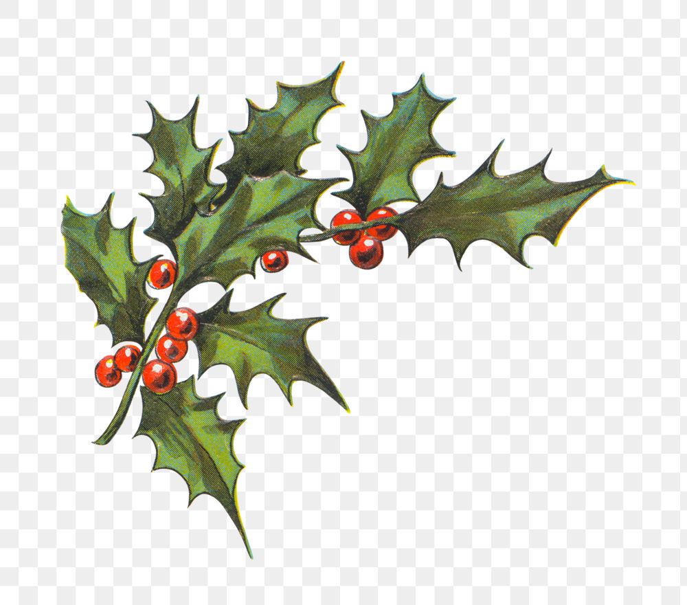 Festive holly leaves transparent png