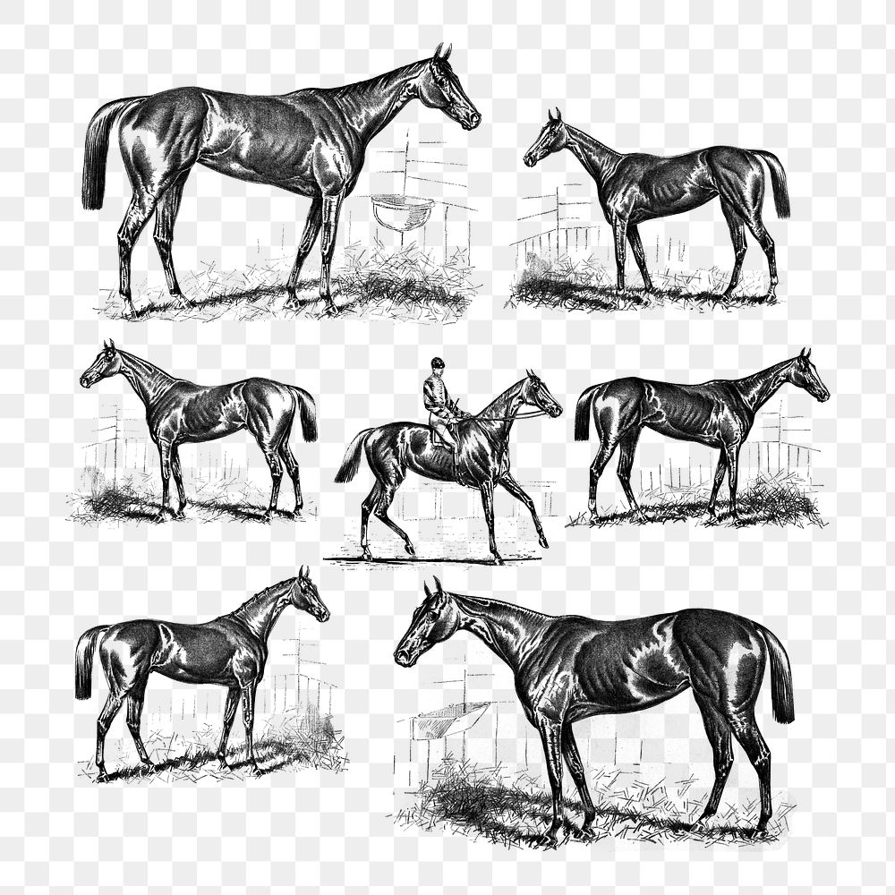 Set of horses illustration