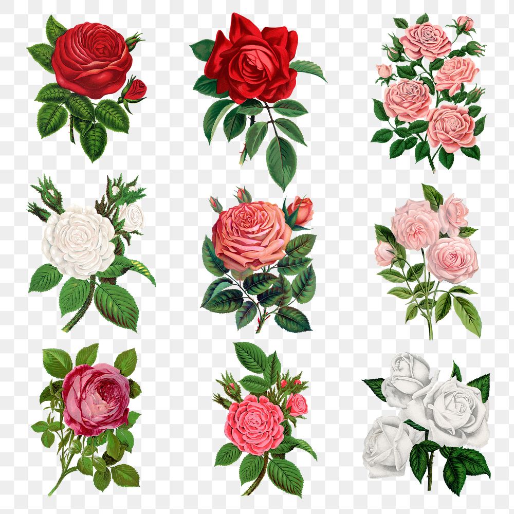 Garden rose png sticker, vintage illustration set, transparent background