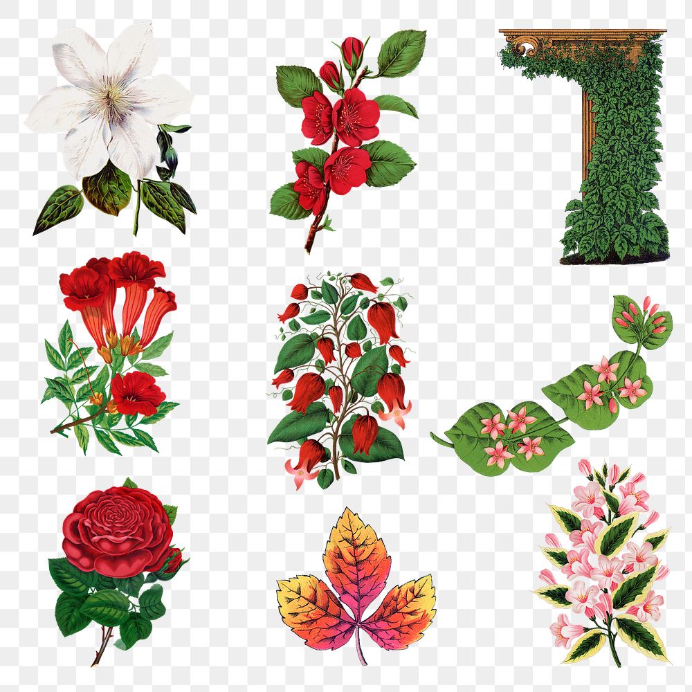 Vintage botanical png sticker, flower & leaf illustrations set