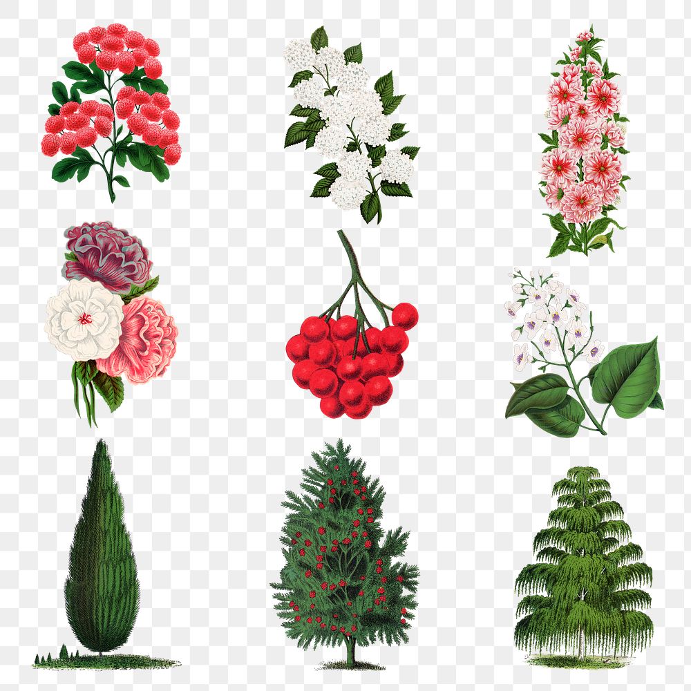 Vintage botanical png sticker, flower & tree illustrations set