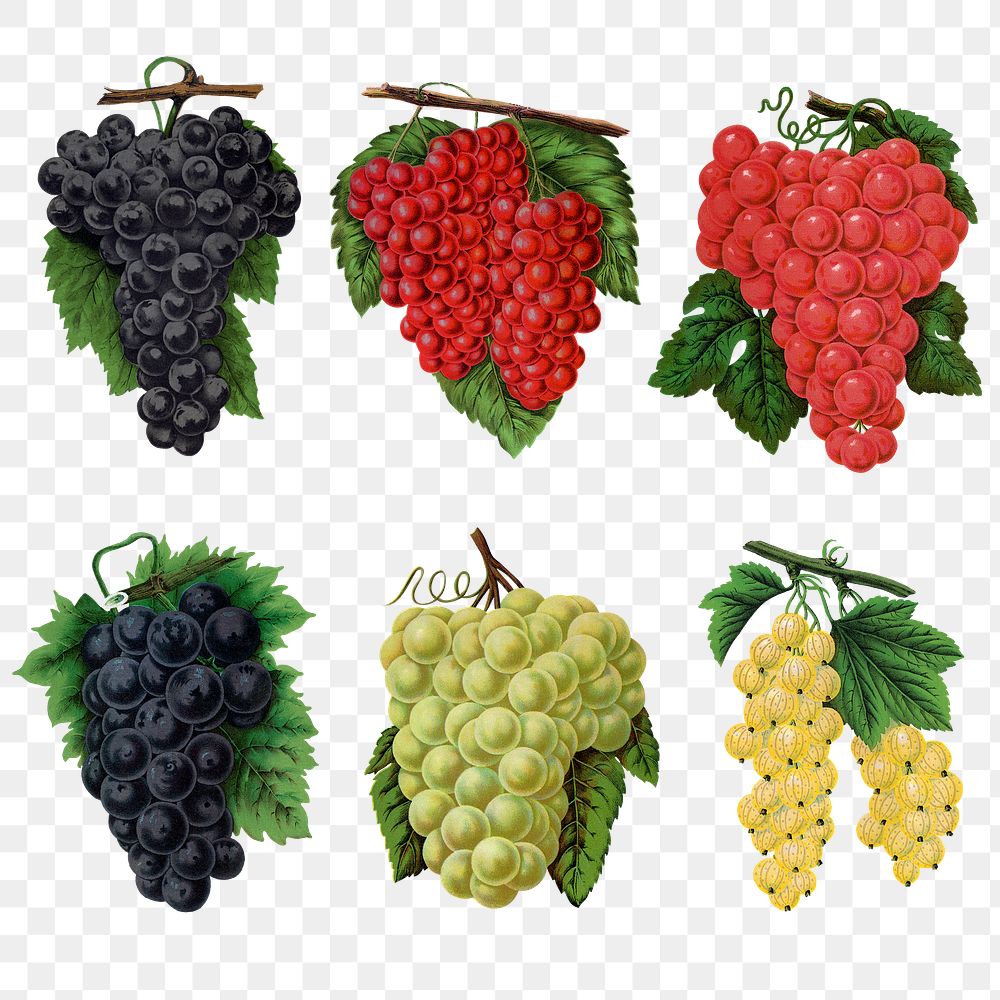 Grape png sticker, fruit illustration set