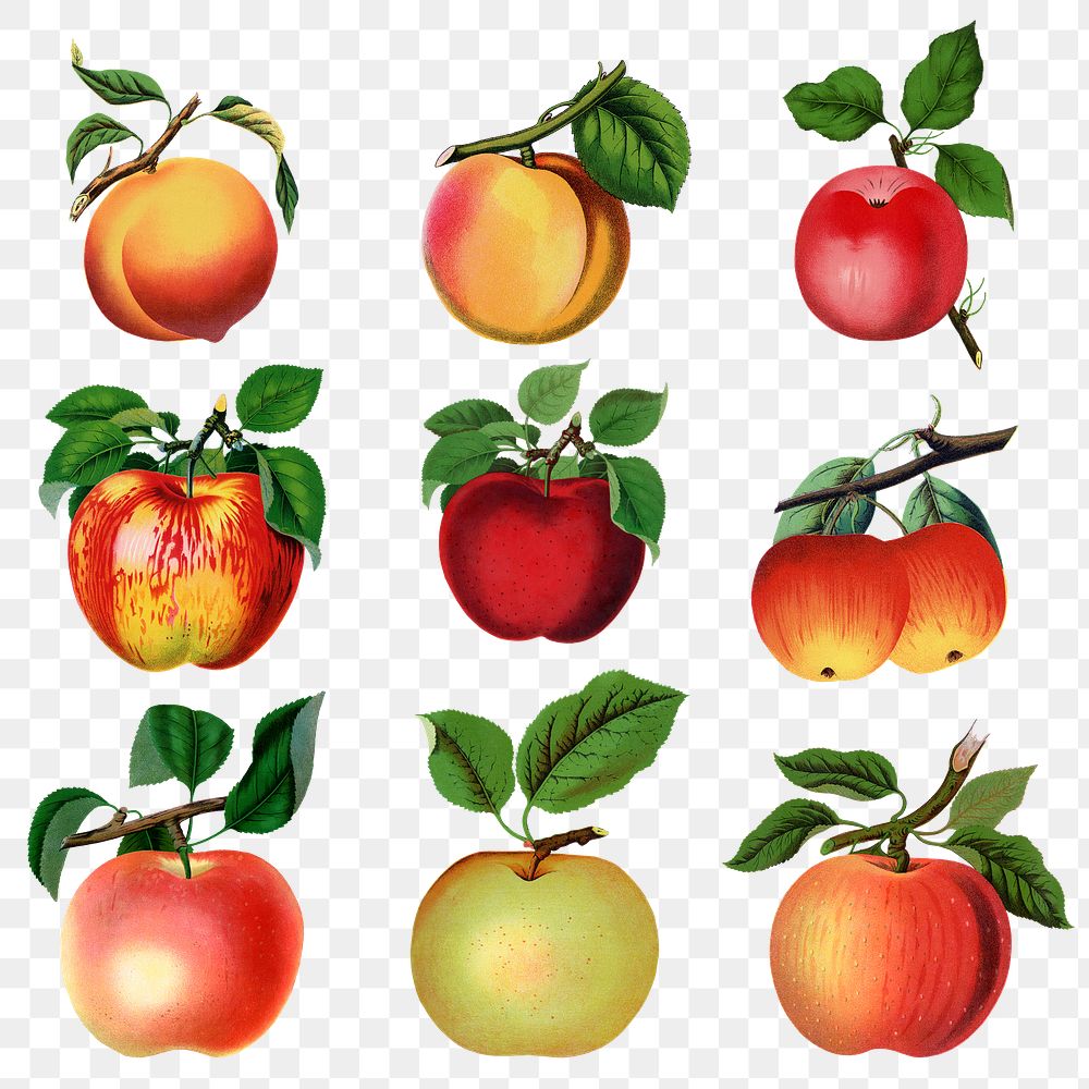 Apple variety png sticker, mixed fruit illustrations set