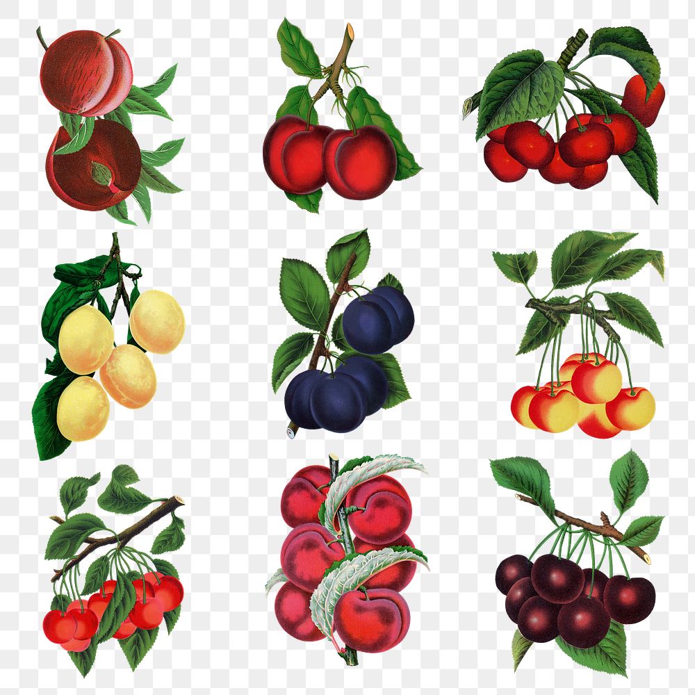 Plum & cherry png sticker, mixed fruit illustrations set