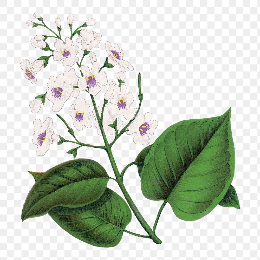 Catalpa flower png sticker, vintage botanical illustration, transparent background