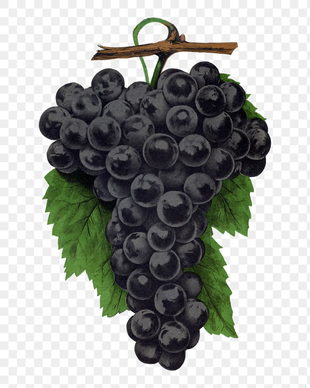 Black grape png sticker, vintage fruit illustration, transparent background