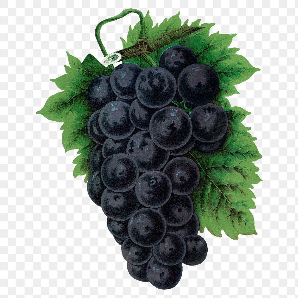 Black grape png sticker, vintage fruit illustration, transparent background
