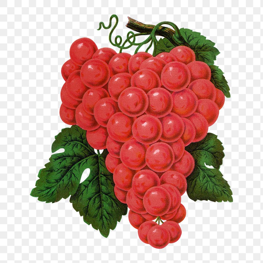 Red grape png sticker, vintage fruit illustration, transparent background