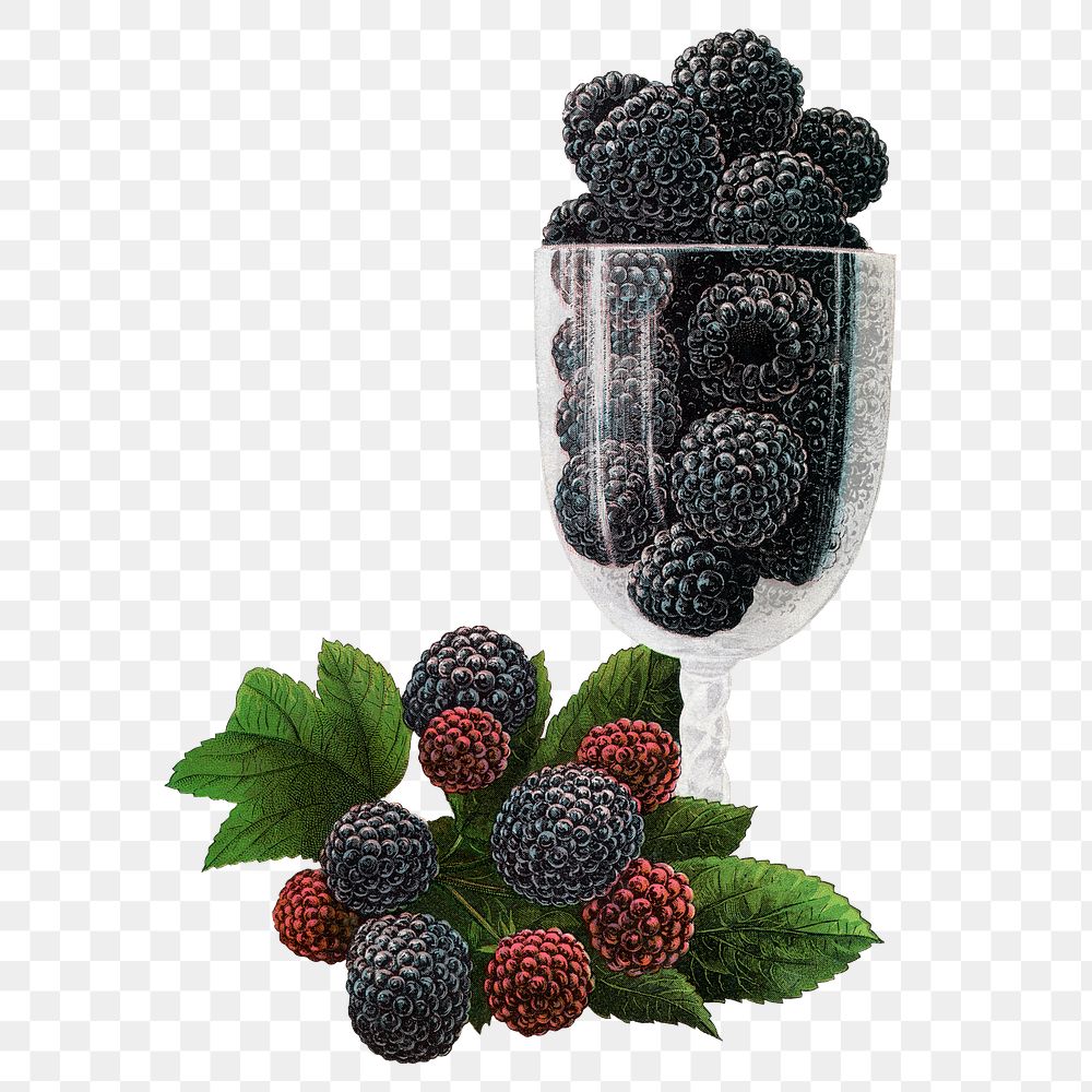 Black raspberry png sticker, vintage fruit illustration, transparent background