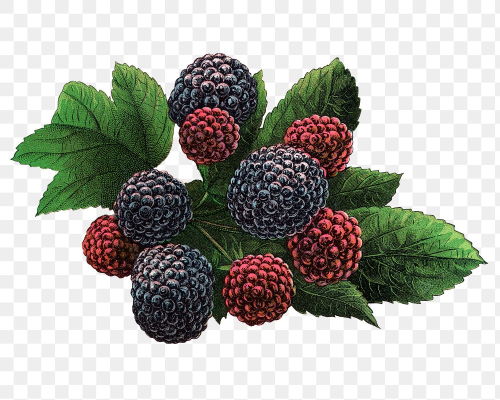 Black raspberry png sticker, vintage fruit illustration, transparent background