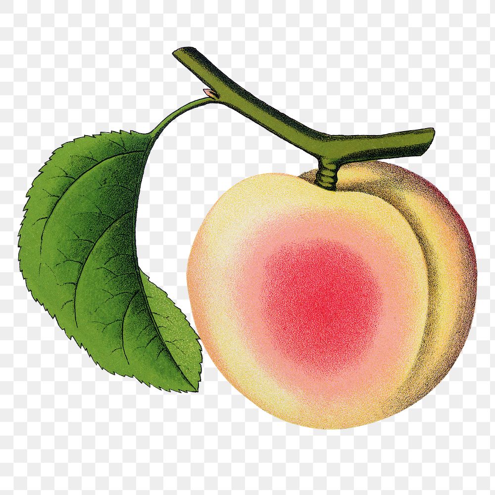 Apricot png sticker, vintage fruit illustration, transparent background