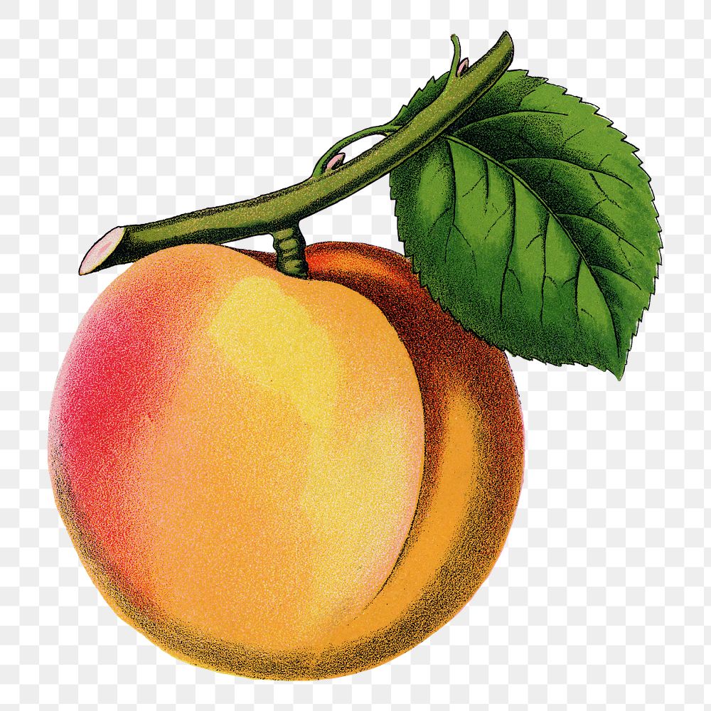 Apricot png sticker, vintage fruit illustration, transparent background