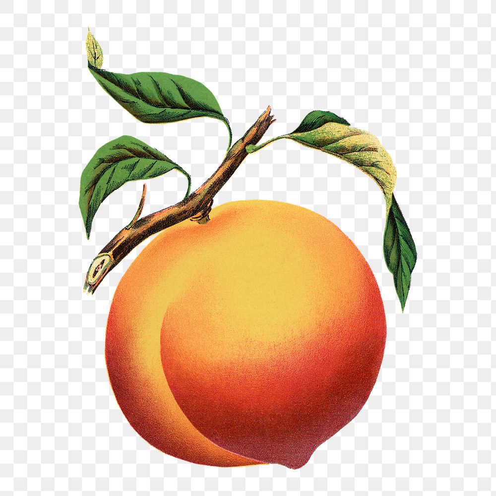Peach png sticker, vintage fruit illustration, transparent background