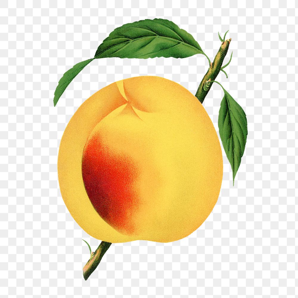 Peach png sticker, vintage fruit illustration, transparent background
