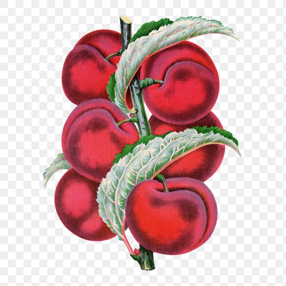 Red plum png sticker, vintage fruit illustration, transparent background