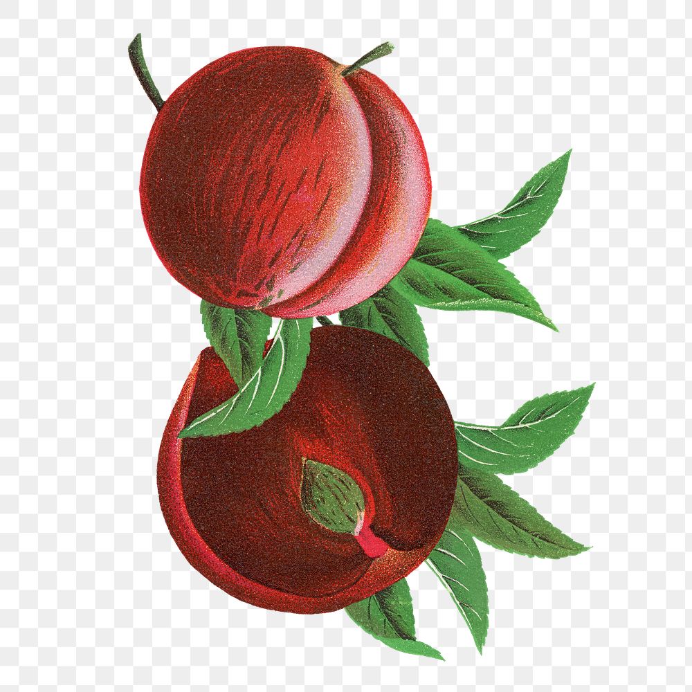 Plum png sticker, vintage fruit illustration, transparent background