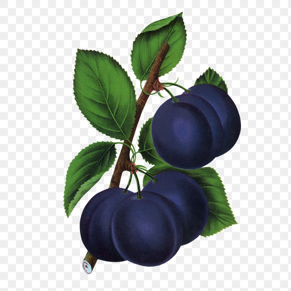 Blue plum png sticker, vintage fruit illustration, transparent background