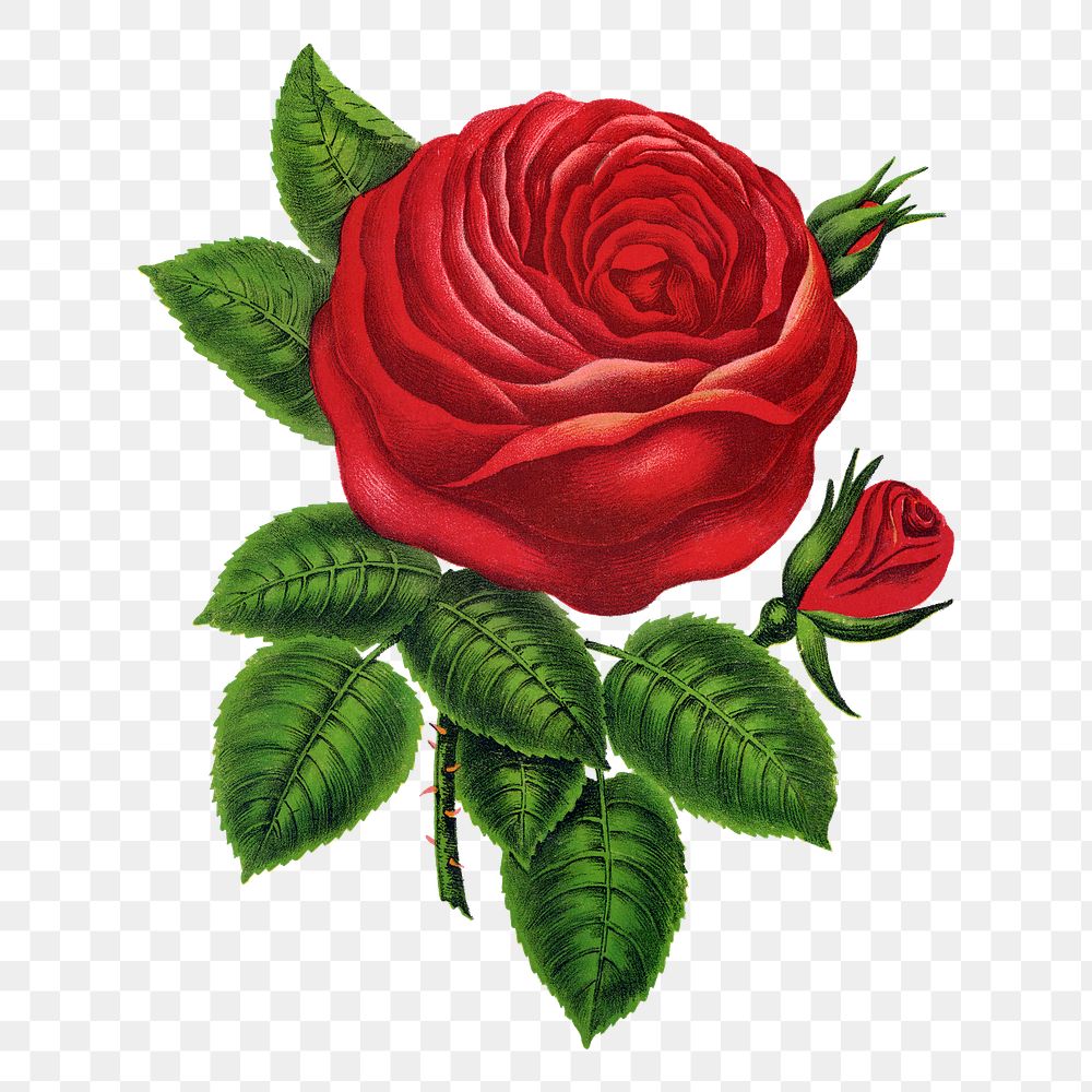 Red rose png sticker, flower illustration