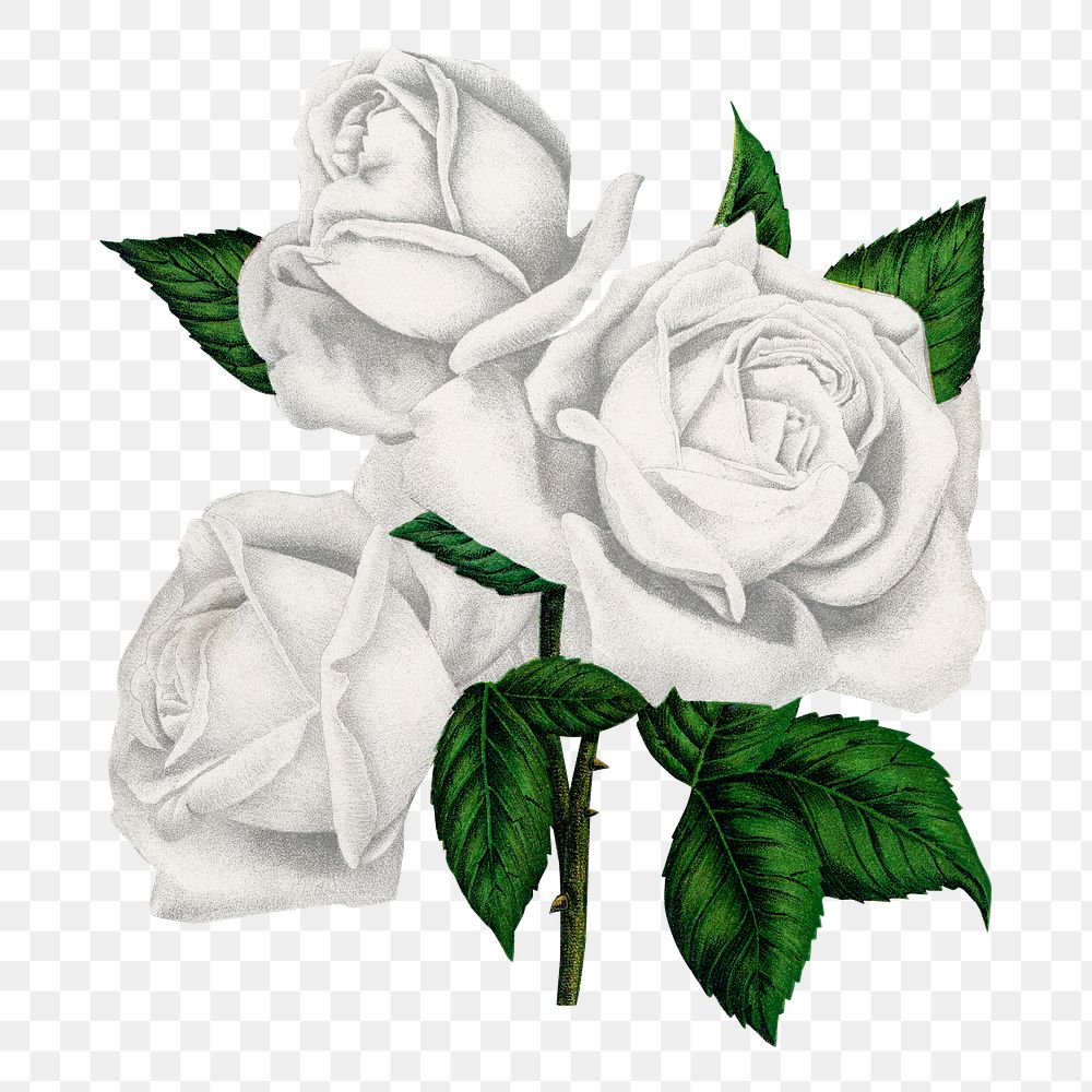 White rose png sticker, vintage flower illustration, transparent background