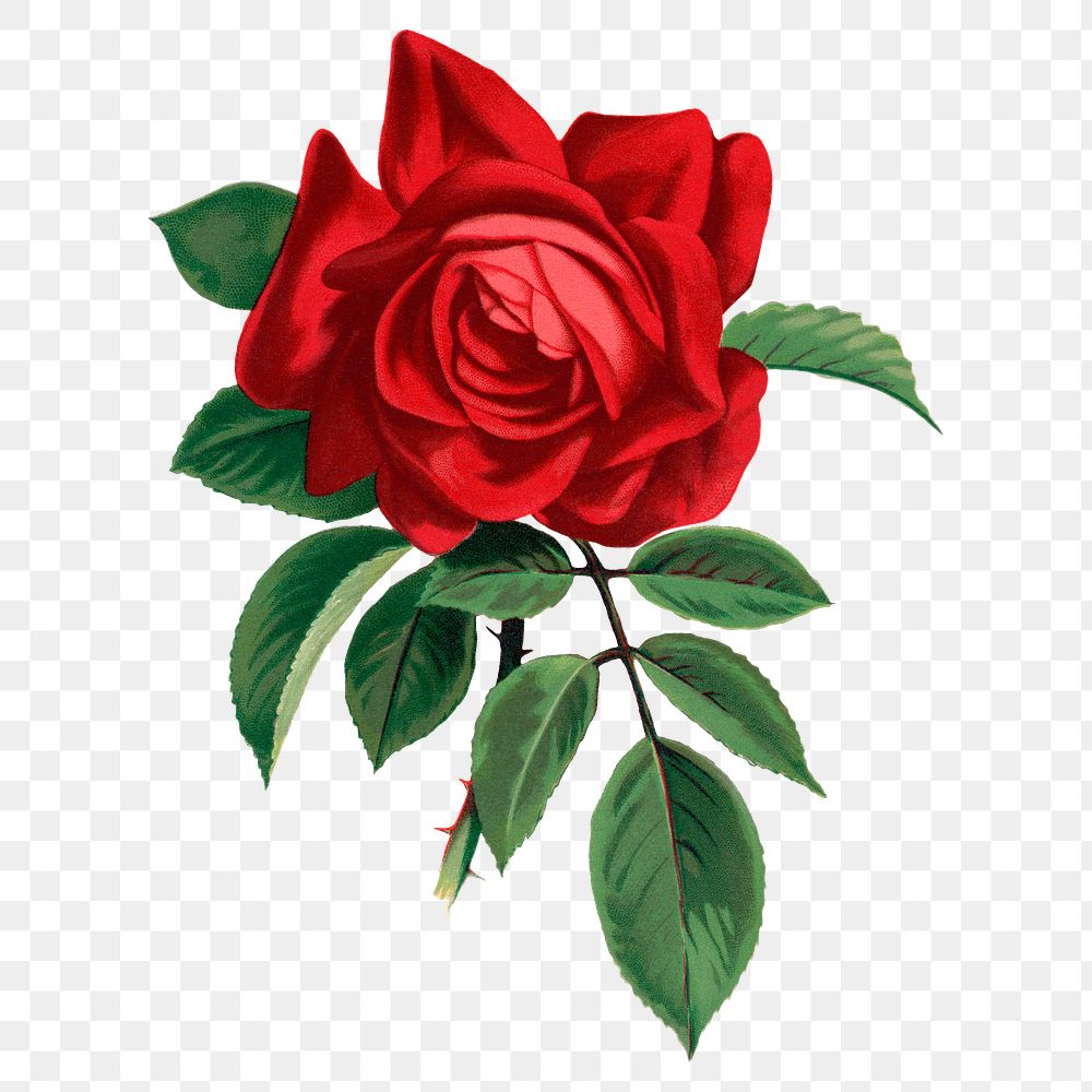 Red rose png sticker, vintage flower illustration, transparent background