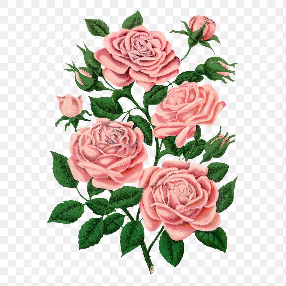 Pink climbing rose png sticker, vintage flower illustration, transparent background
