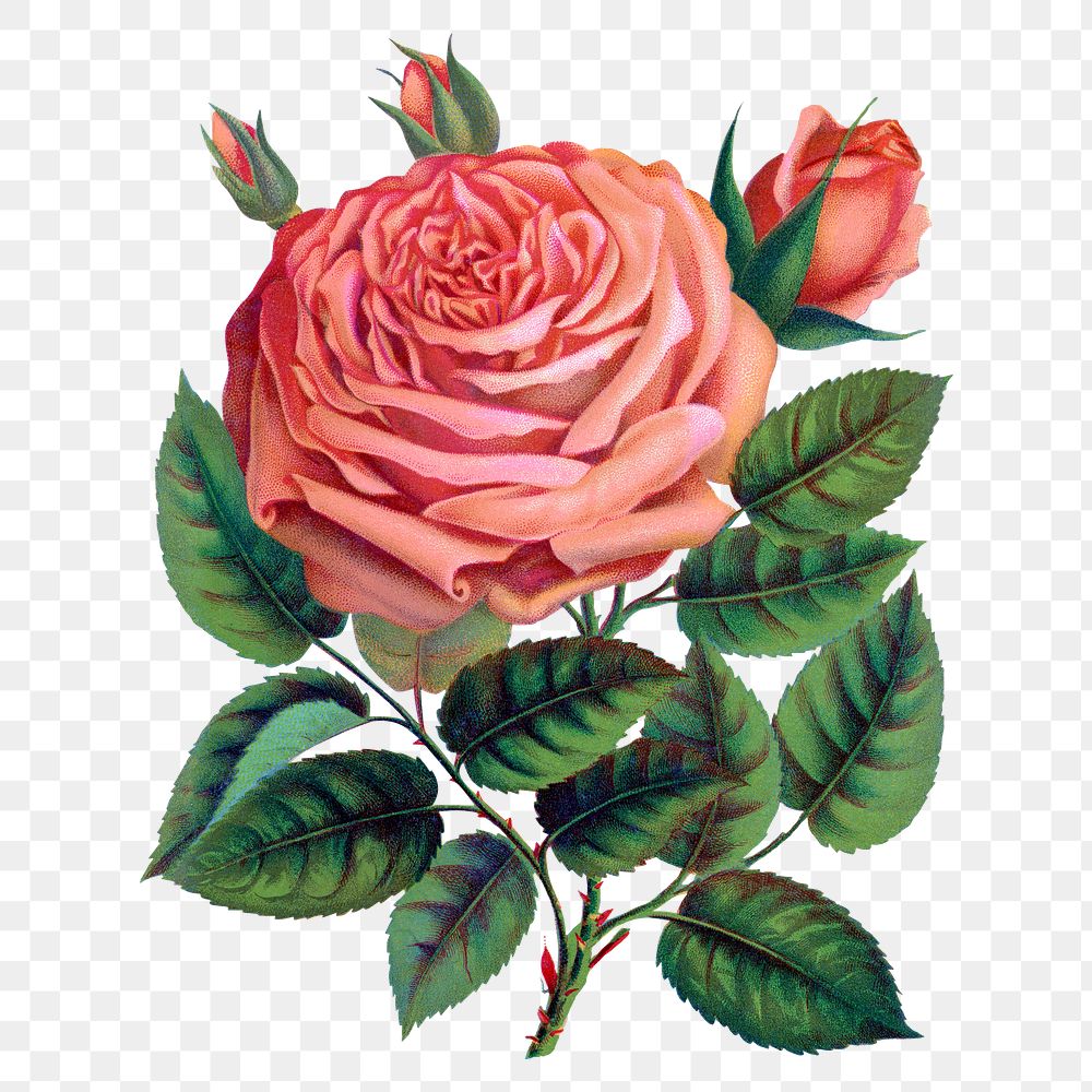 Pink rose png sticker, vintage flower illustration, transparent background