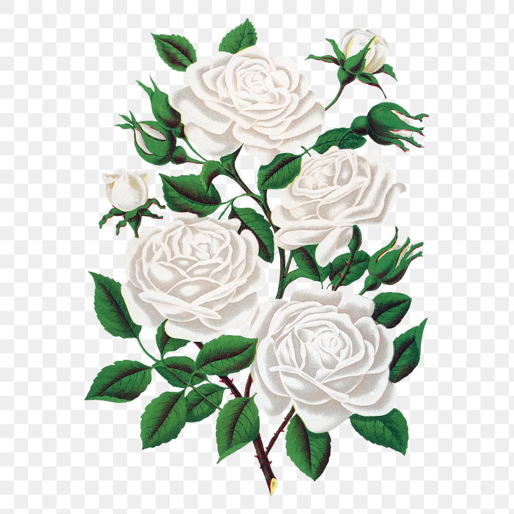 White roses png sticker, vintage flower illustration, transparent background