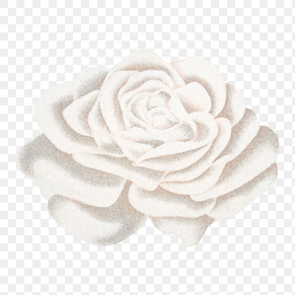 White rose png sticker, vintage flower illustration, transparent background