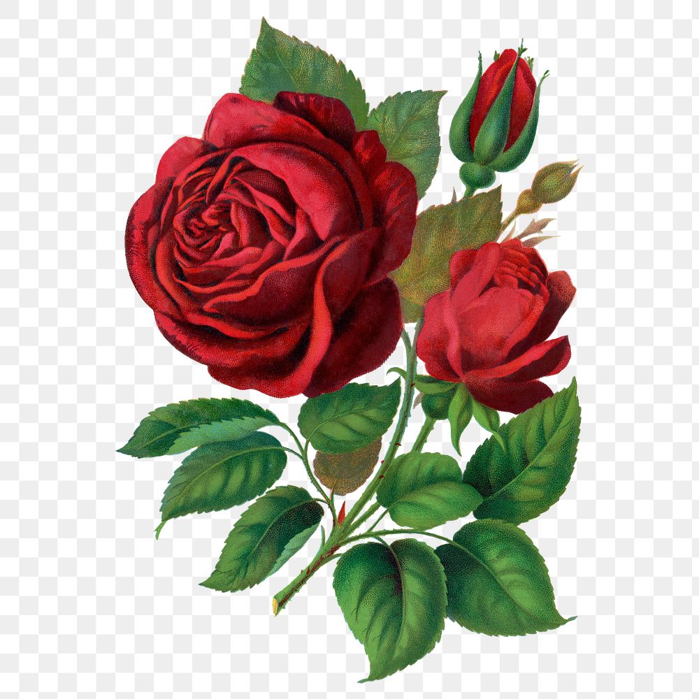 Red rose png sticker, vintage flower illustration, transparent background