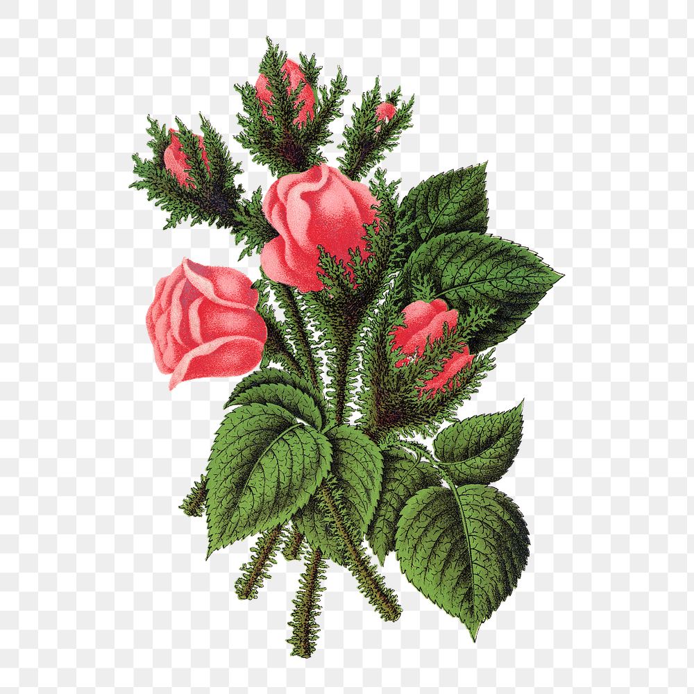 Pink roses png sticker, vintage flower illustration, transparent background