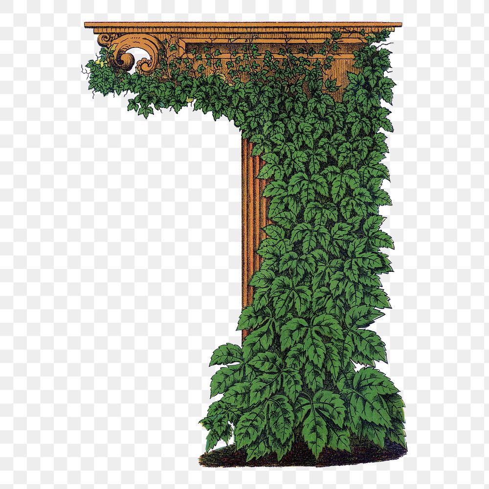 Ivy png sticker, vintage botanical illustration, transparent background