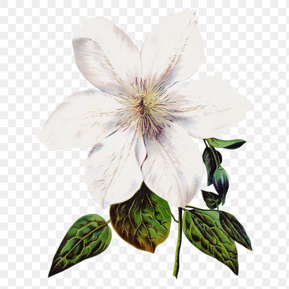 Clematis flower png sticker, vintage illustration, transparent background