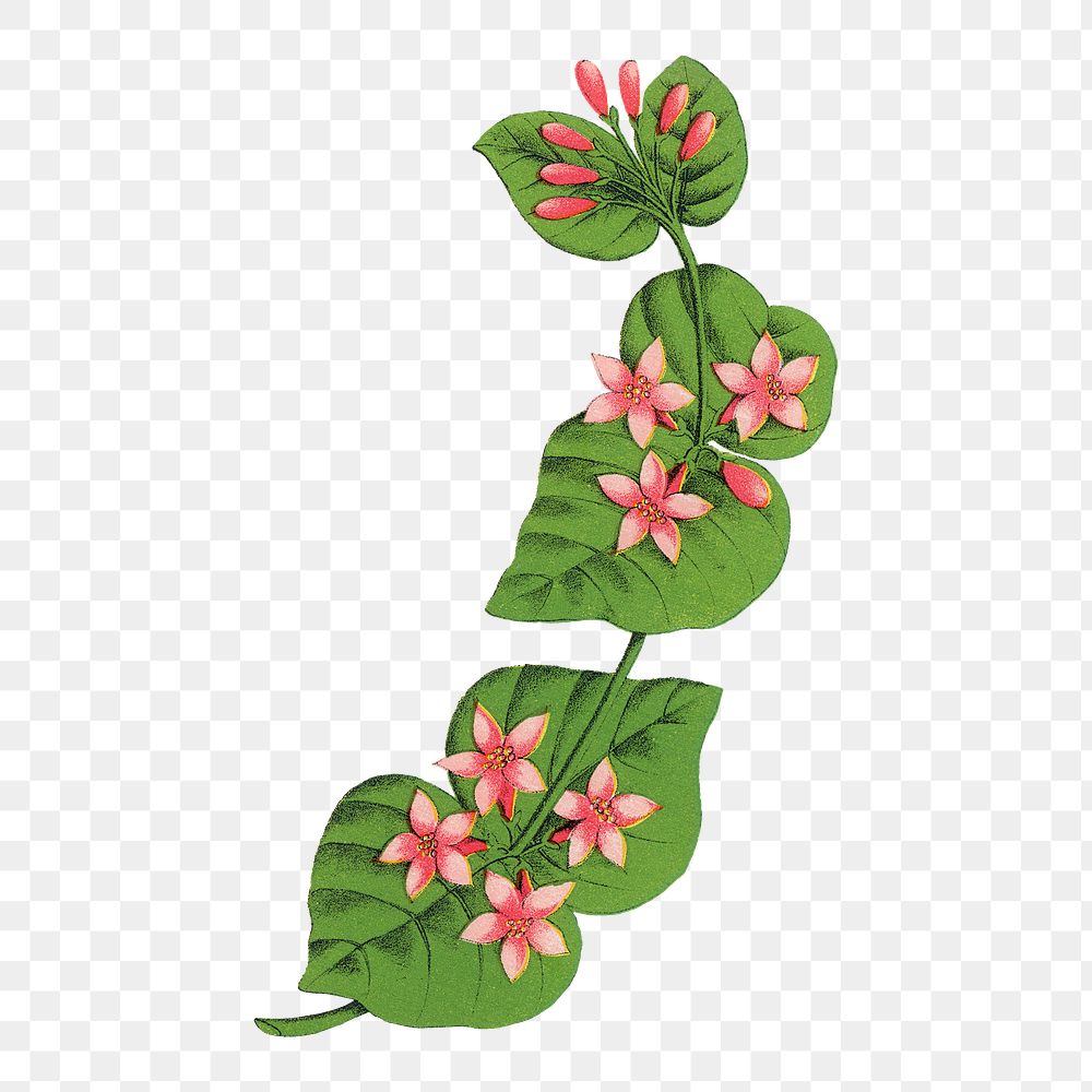 Tartarian flower png sticker, vintage botanical illustration, transparent background