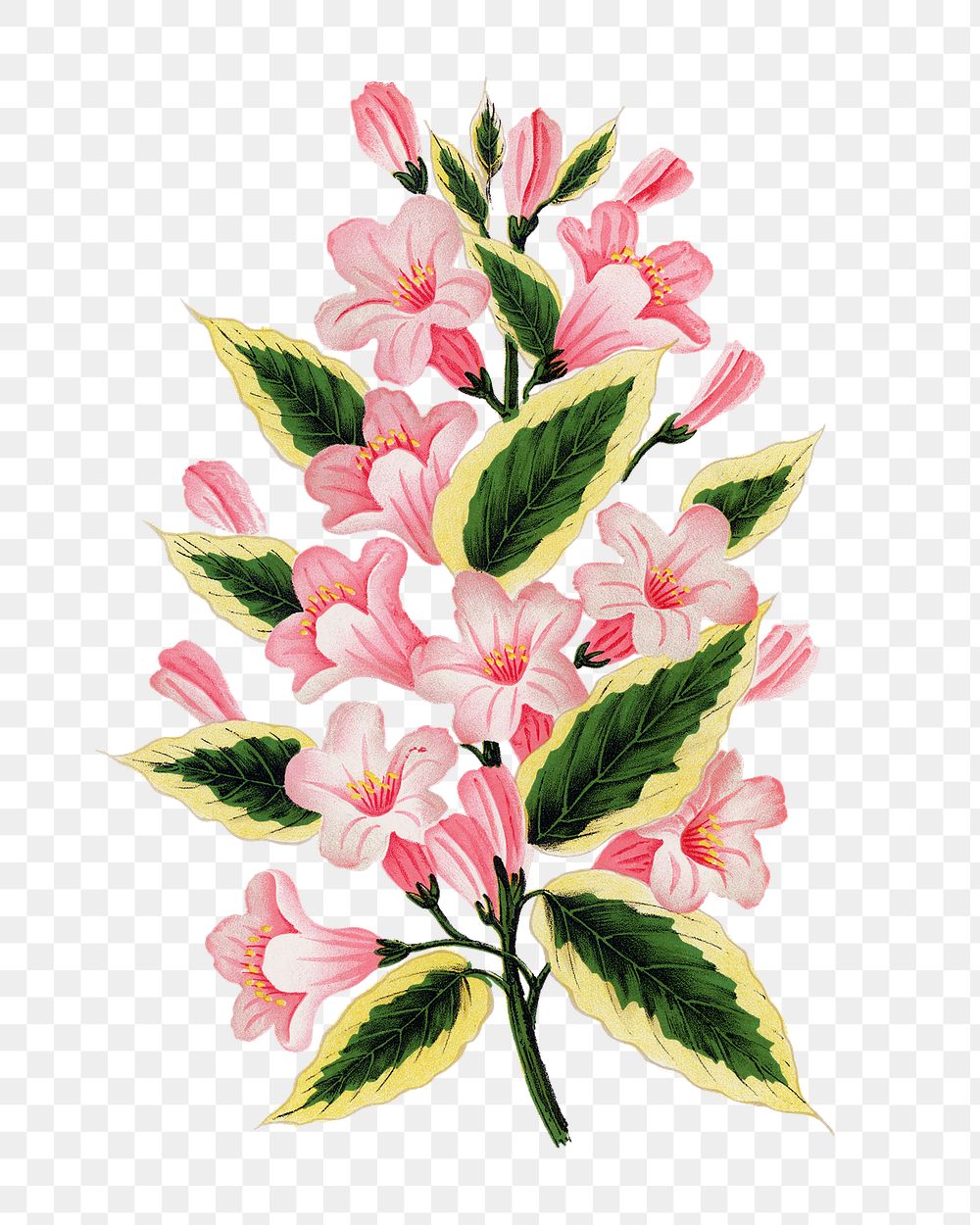 Pink flowers png sticker, vintage botanical illustration, transparent background