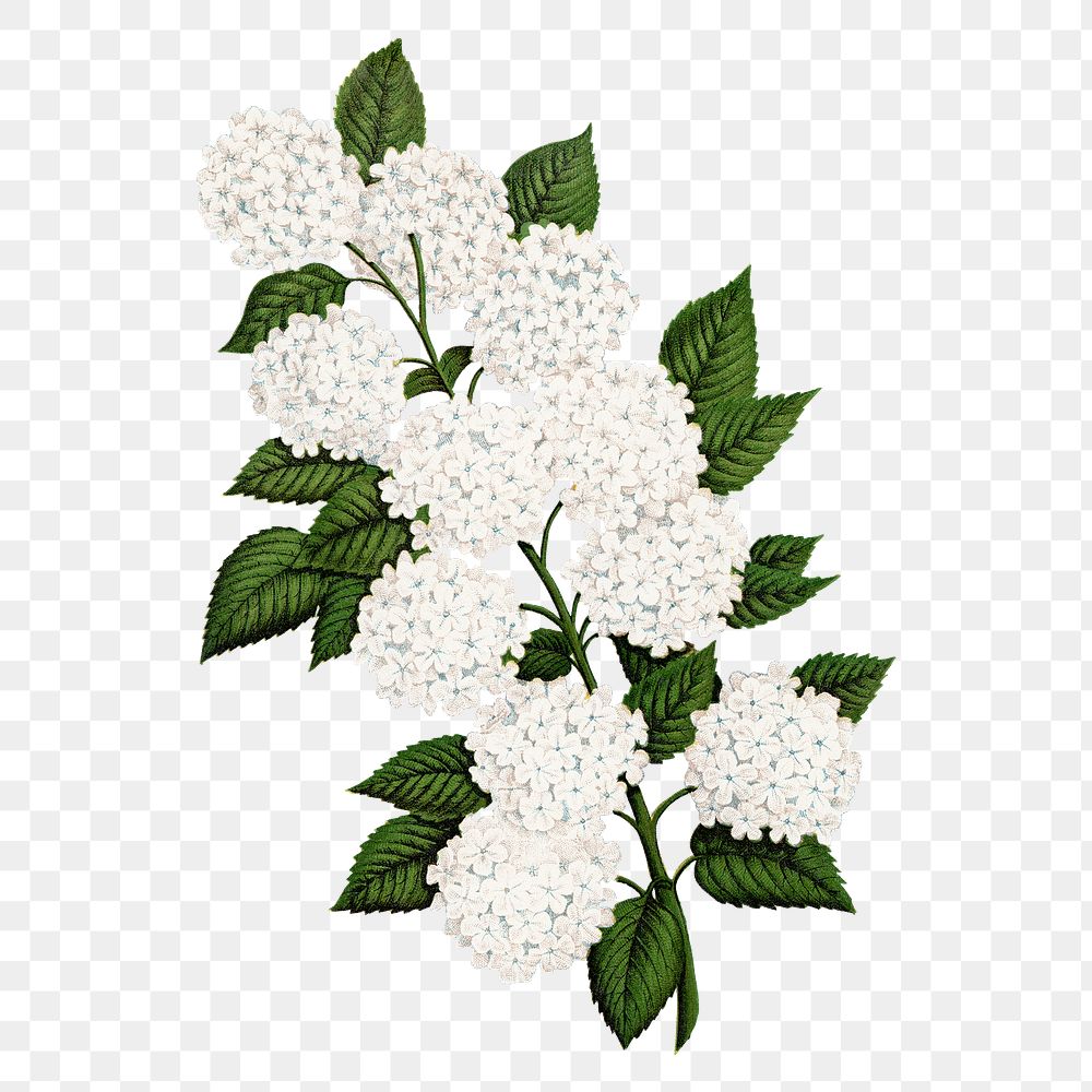 White flowers png sticker, vintage botanical illustration, transparent background