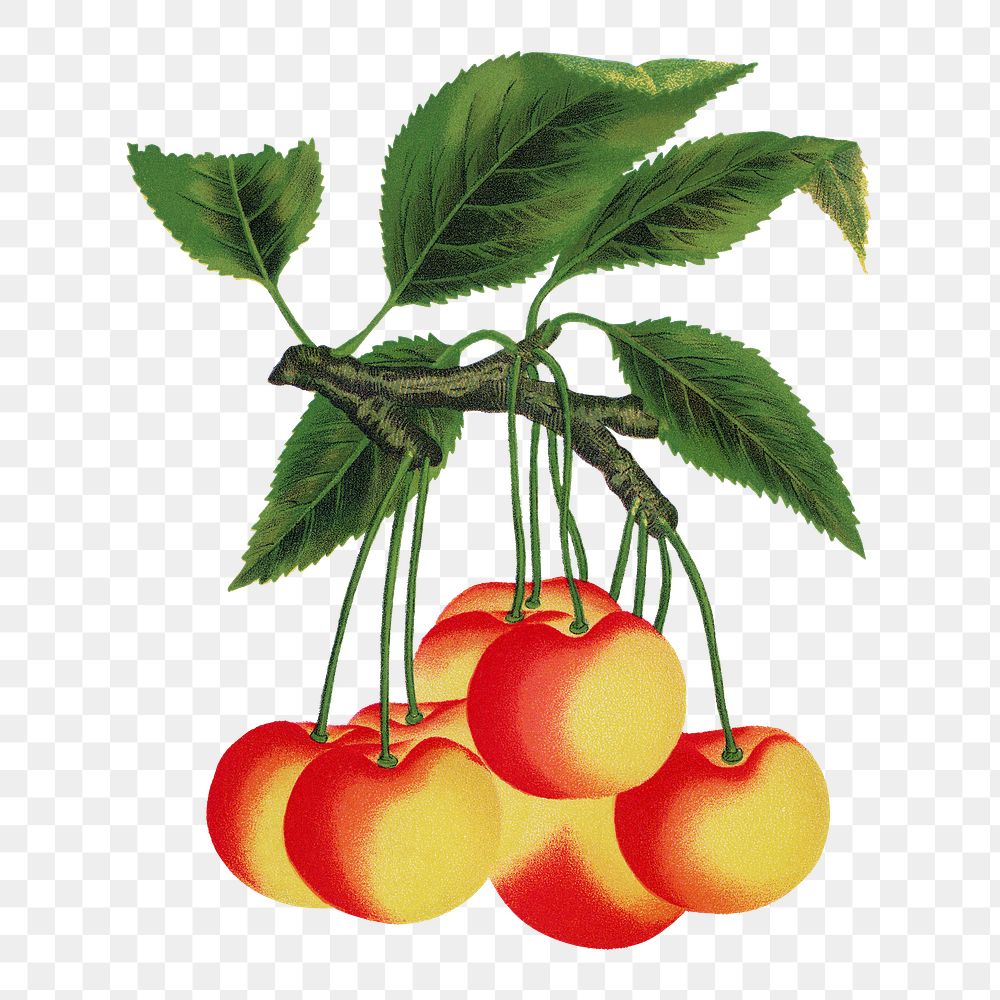 Cherry png sticker, vintage fruit illustration, transparent background