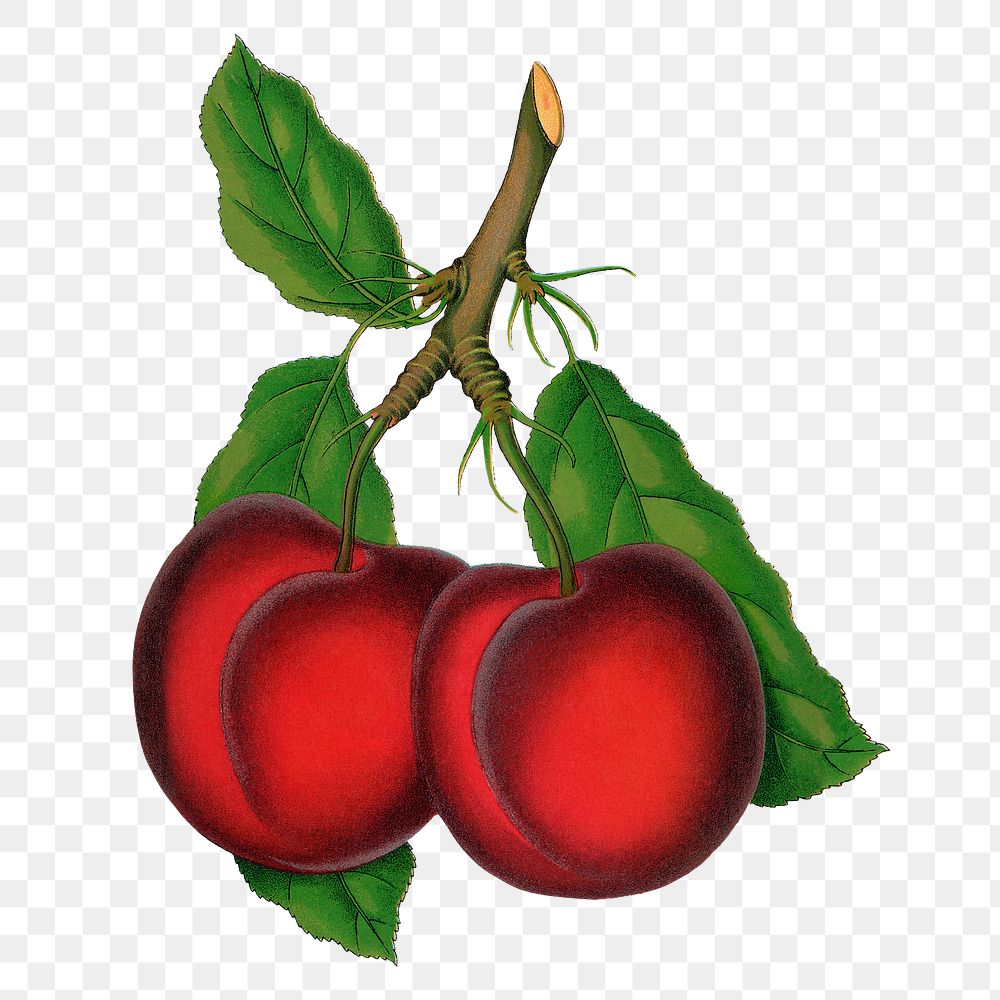 Red plum png sticker, vintage fruit illustration, transparent background