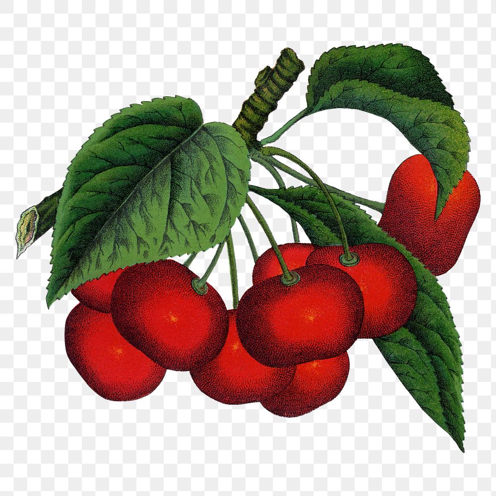 Cherry png sticker, vintage fruit illustration, transparent background