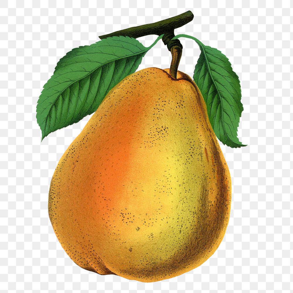 Pear png sticker, vintage fruit illustration, transparent background