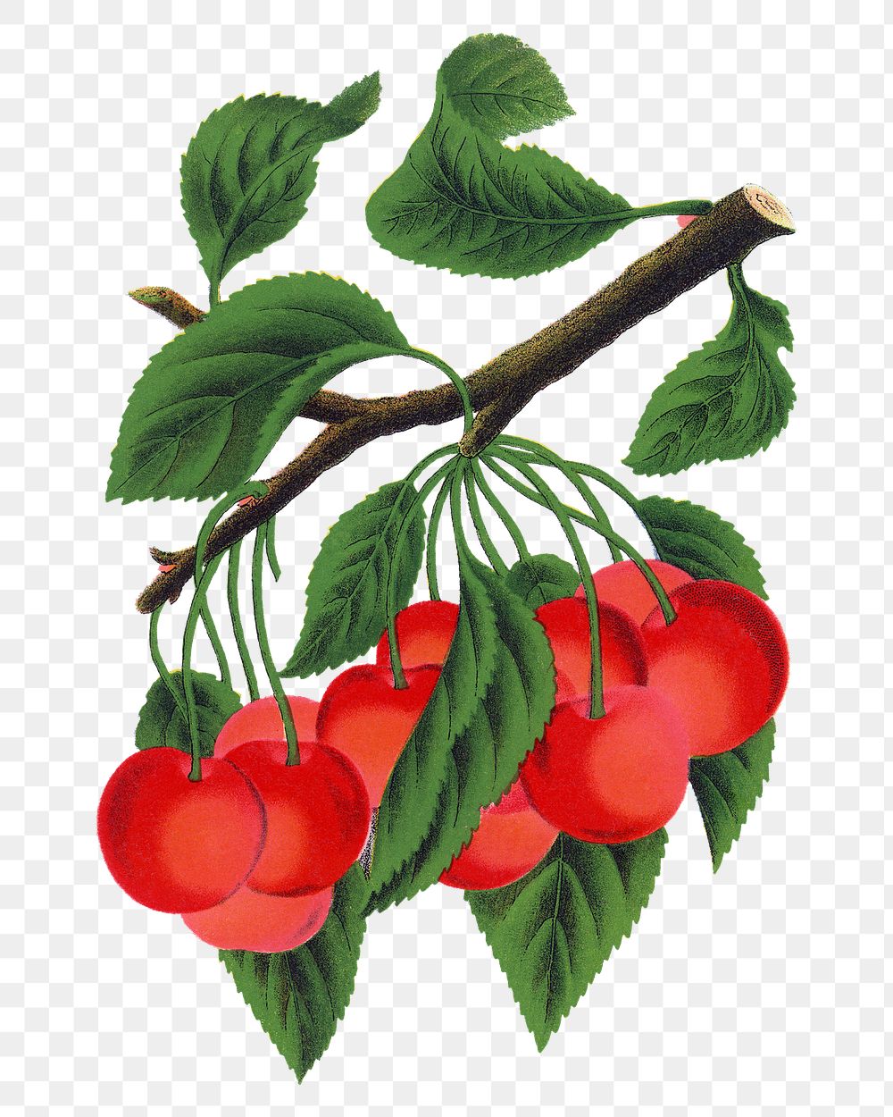 Cherry png sticker, vintage fruit illustration, transparent background