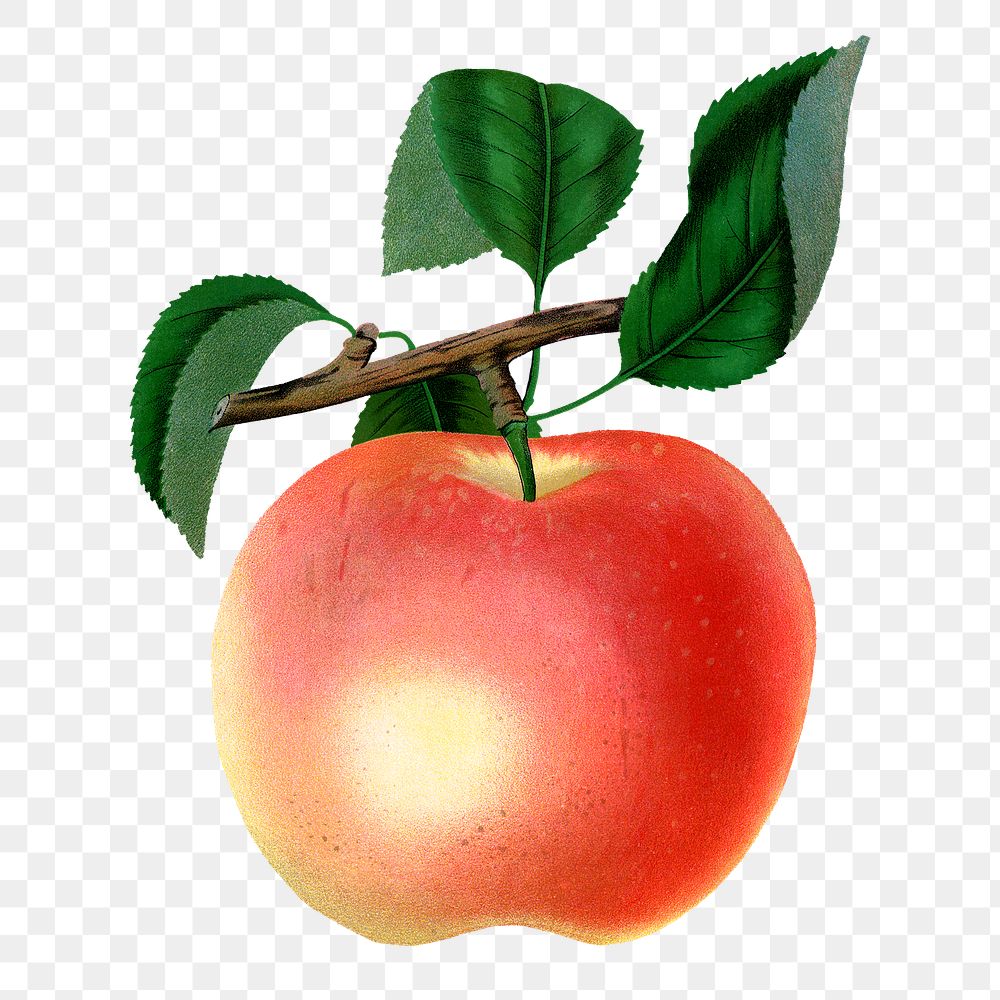 Red apple png sticker, vintage fruit illustration, transparent background
