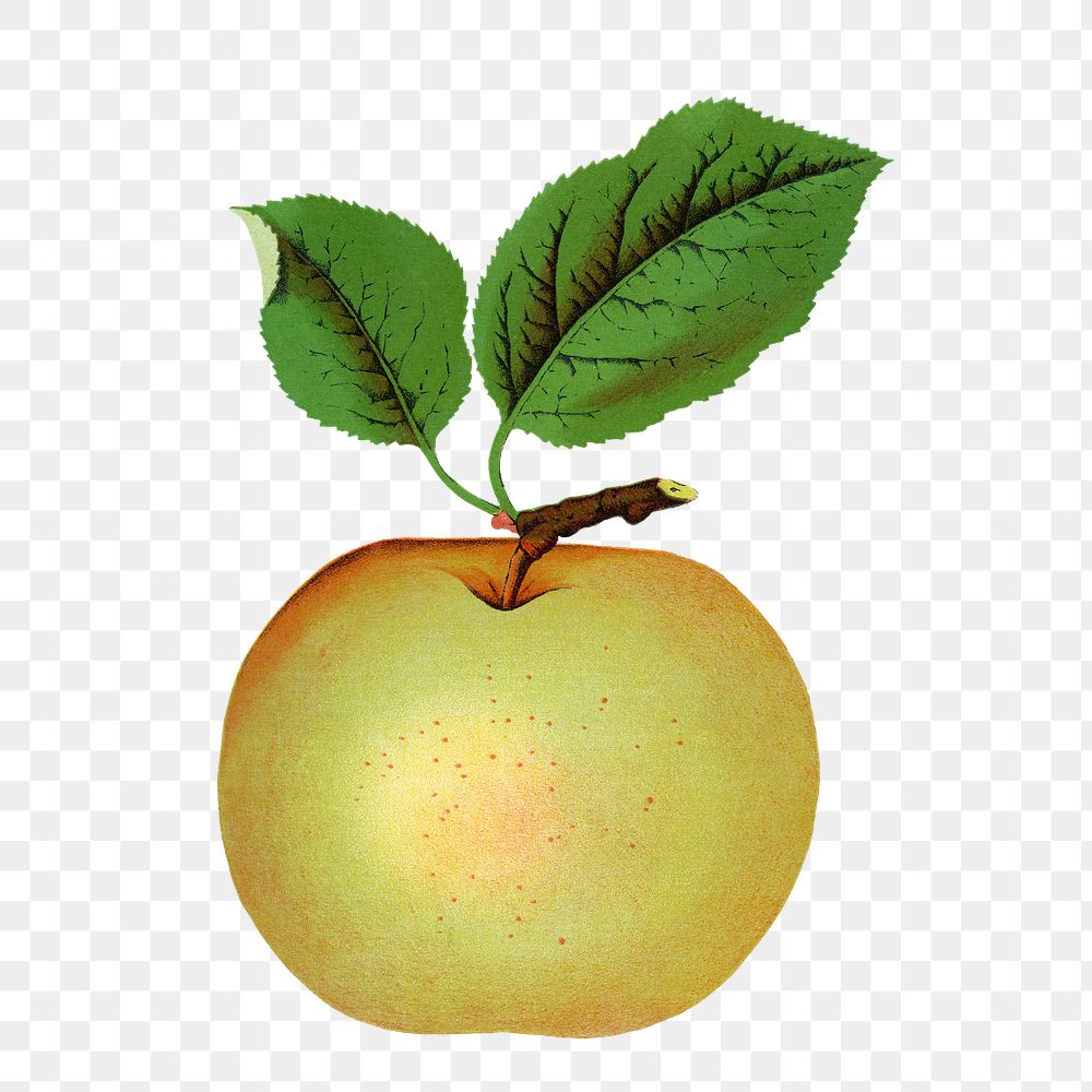 Green apple png sticker, vintage fruit illustration, transparent background