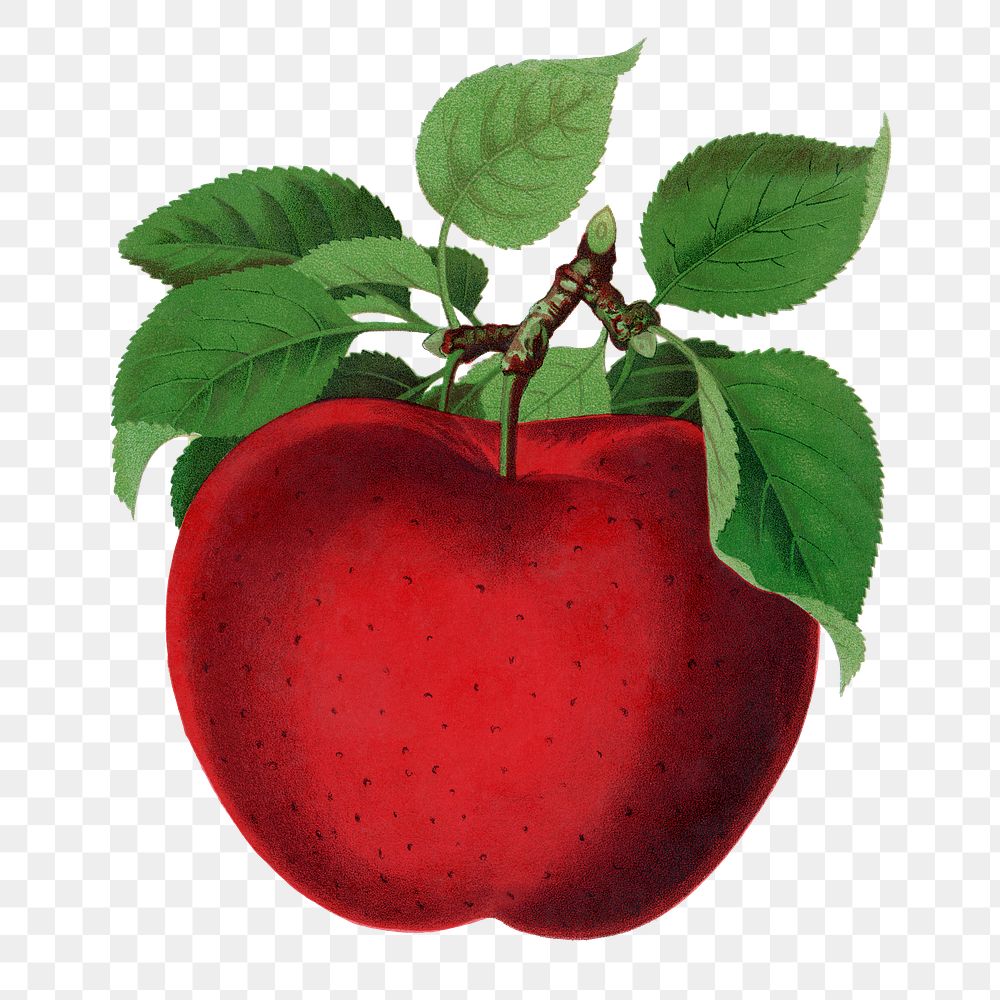 Red apple png sticker, vintage fruit illustration, transparent background