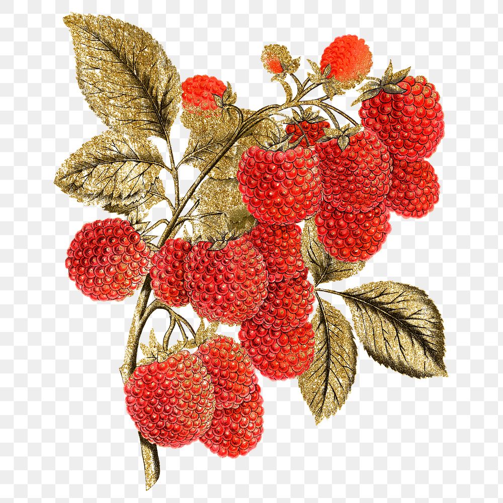 Raspberry png sticker, vintage fruit illustration, transparent background