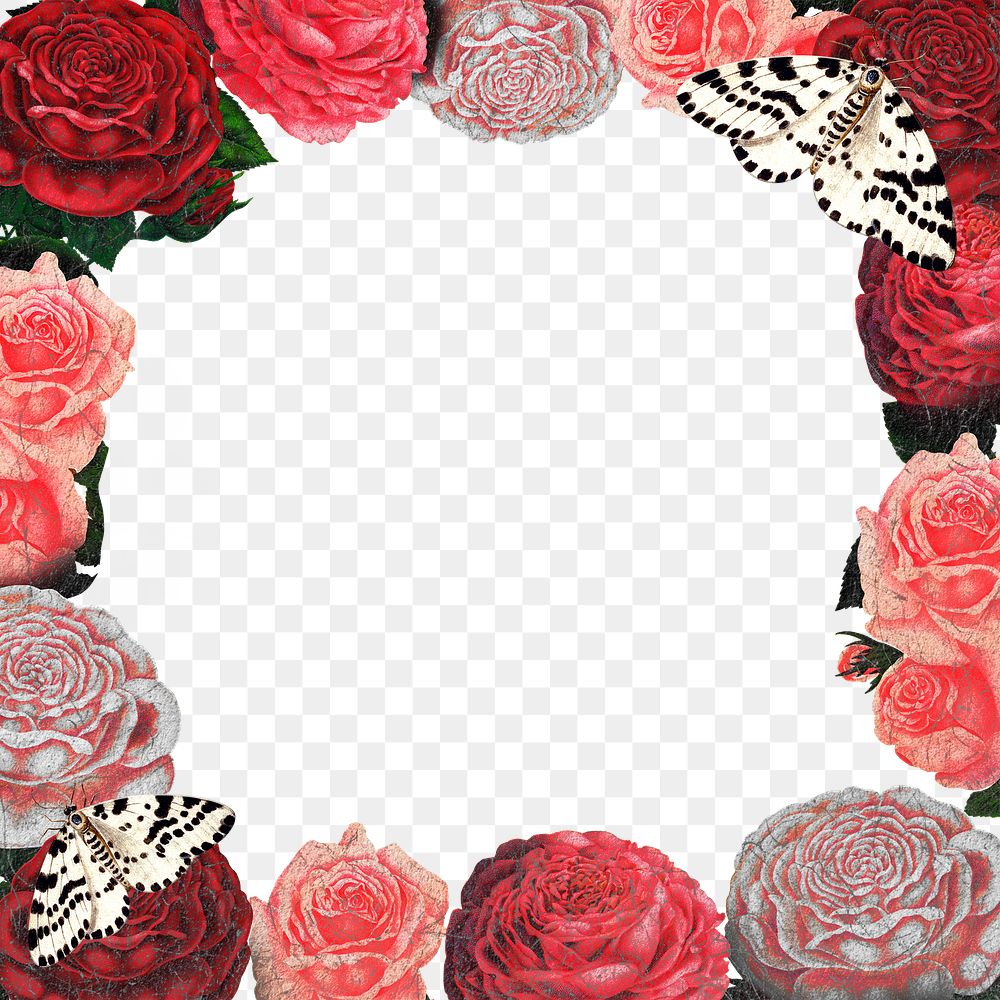 Pink rose png frame, floral transparent background