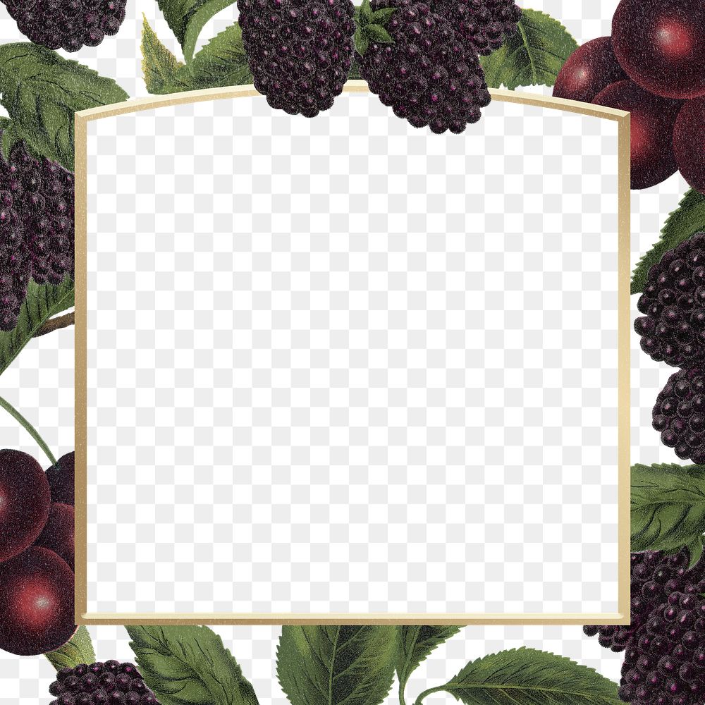 Blackberry botanical png frame, transparent background
