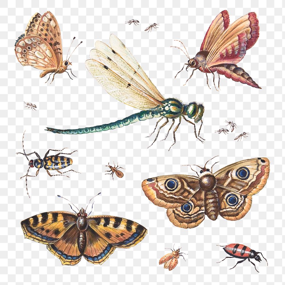 Insect png set with butterflies and dragonfly illustration set, remixed from artworks by Jan van Kessel