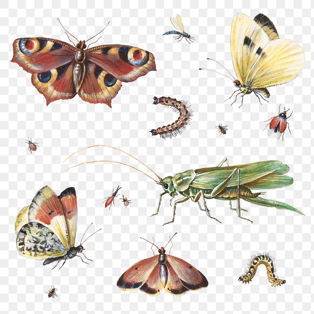Insect png set with butterflies and grasshopper illustration set, remixed from artworks by Jan van Kessel